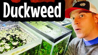 How to Grow Duckweed  Good vs Bad [upl. by Dibbrun]