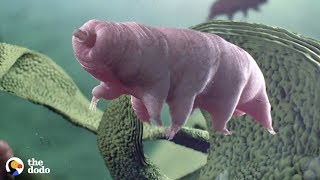 Tardigrades Are the Toughest Animal on Earth that can Survive Space and Volcanoes  The Dodo [upl. by Eilyac]