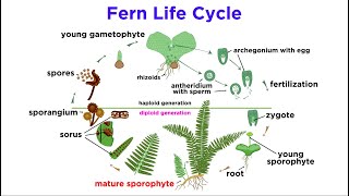 Ferns The Emergence of Roots and Stems [upl. by Gipps]