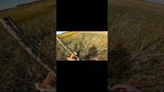 I shot a sharptail grouse with my special dog [upl. by Dena]