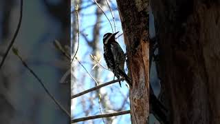 Yellowbellied sapsucker like subscribe shorts [upl. by Akselav726]