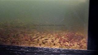 Chironomid midge larvae infesting lake bottom [upl. by Neimad]