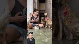 Dando lição em todos os meus pets calopsita calopsitas [upl. by Ayita]