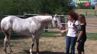 Il cavallo appaloosa  quotAmici animali  la tv a 4 zampequot a cura di Rose Ricaldi [upl. by Waine]