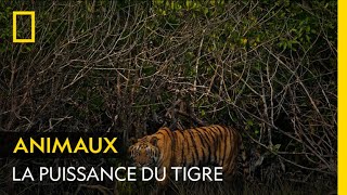 Lincroyable puissance du tigre en images [upl. by Suilenrac226]