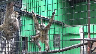 Amazing whitehanded gibbon family 170 シロテテナガザル家族の日常【Cute animal videos】【羽村市動物公園】 [upl. by Willtrude923]