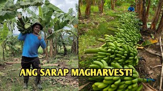 ANG PINAKAMASAYANG PART NG PAGATATANIM HARVEST [upl. by Albright]