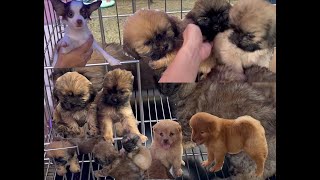 update ni ate Lea Nallas Paws sa grotto pet market Tiangge ng mga hayop 9323 [upl. by Gladi]