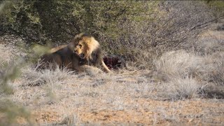 Bow Hunting Africa Lion  African Lion Bow Hunts  Somerby Safaris [upl. by Aliak]