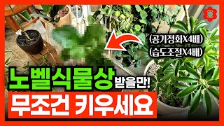 과학적 진실 🇰🇷대한민국 1등 공기정화 식물은ㅣ집안에서 꼭 키워야하는 2024년 최고의 실내식물들🪴 feat 겨울철에 필요한 식물들 [upl. by Hart]