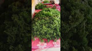 Harvesting my Parsley and freezing for use all year 🌱 homesteading garden winteriscoming [upl. by Jangro]