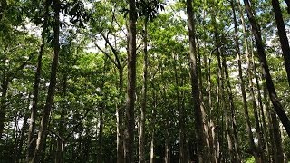 Sacred Rudraksha Forest Kauai [upl. by Av192]