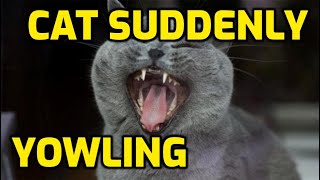 Why Is My Senior Cat So Vocal Screaming At Night [upl. by Lulita]