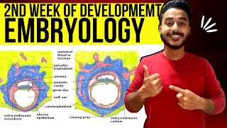 second week of development embryology  general embryology bilaminar germ disc formation [upl. by Eissirhc]