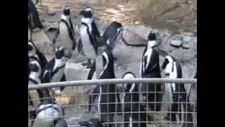 Zoo de La Palmyre Royan Les Pingouins  part 4 [upl. by Hillegass392]