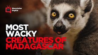 Madagascars Wacky amp Wonderful Wildlife Lemurs Chameleons amp More Before Its Too Late [upl. by Halonna186]