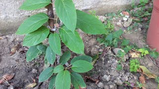 My Kiwi Actinidia Arguta started to grow very fast and clings to the fence [upl. by Alleda]