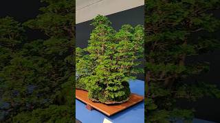 Bonsai Trophy 2025 Mark the date [upl. by Ahsilav]