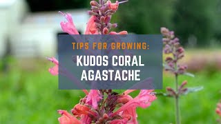 How to Grow Kudos Coral Agastache Tips for a Beautiful and PollinatorFriendly Garden [upl. by Ylen169]