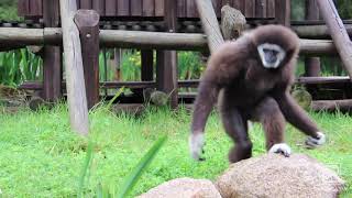 Whitehanded Gibbon Keeper Talk at Taronga Western Plains Zoo [upl. by Kabob275]