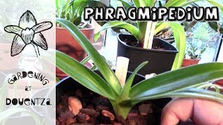 Phragmipedium Orchid Update  how I care for mine [upl. by Bertha]