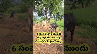 మేము ఓ Tiller కొన్నాం 🥰  We Bought A Tiller ☺️  Cultivator  shorts [upl. by Annaek]