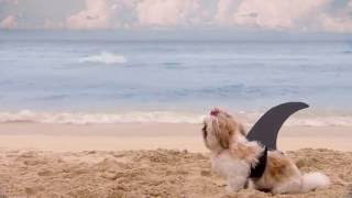 Shark Week 2016 ShihTzu Commercial [upl. by Attenwahs]