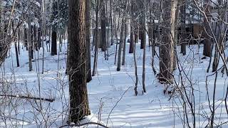 Snow in Milaca Minnesota [upl. by Hildagard376]