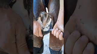 ASMR Horse Hoof Changing  Satisfying restoration  Animal welfare [upl. by Alilad28]