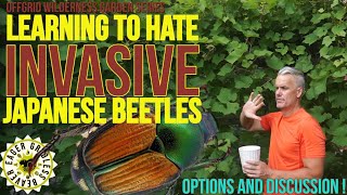 Hating Invasive Japanese Beetles [upl. by Leffen]