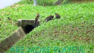 MAD MONKEY ATTACK Singapore at Executive Golf Course off Mandai [upl. by Ahsei]