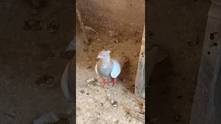 BEGUN PETIYA CHOTIYAL pigeon pigeonlover kabootar shotsvideo kabutar kabutarbazi [upl. by Nede599]