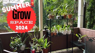 showandtell and Update of an Orchid Grow SpaceJune 2024 [upl. by Tebasile]