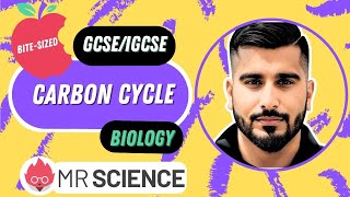 Carbon cycle  Ecology  Bitesized  GCSE  IGCSE Biology  Mr Science in 8K [upl. by Maure963]