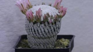 Mammillaria pectinifera 1080p [upl. by Adraynek464]