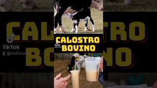 🐂🥛CALOSTRO BOVINO🥛🐄 vacas campo leche calostro terneros ganado ternera agro crianza vaca [upl. by Annim]