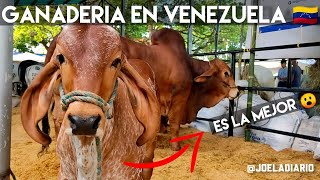 Como Es Una EXPO FERIA GANADERA🐄 🤑 En Venezuela 🇻🇪  ASOGABA  BARINAS  Edicion XLII [upl. by Sherie]