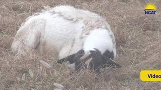 Managing Your Flock Part 1 Diagnosing and Treating Sick Sheep [upl. by Zoa]