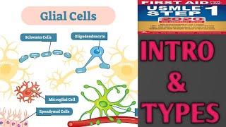 Glial cells urduhindi [upl. by Eirrek]