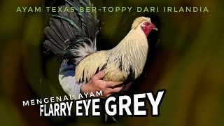 FLARRY EYE GREY [upl. by Aniled]