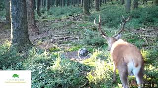 Red deer stag Seissiger Special Cam LTE – Supersim Edition [upl. by Godrich]