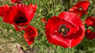 Papaver rhoeas  Flanders Poppy Corn Poppy Red Poppy Shirley Poppy [upl. by Standish]