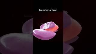 brain formation stepwise pharmacology pharmacy pharma study medicalstudent lecture fypage [upl. by Reppiks]