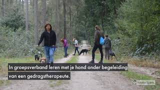 Sociale wandelingen voor reactieve honden [upl. by Vi412]