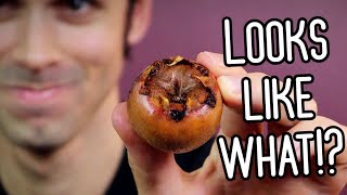 MEDLAR  A Weird Fruit That Looks Inappropriate But Tastes Great  Weird Fruit Explorer [upl. by Festatus357]