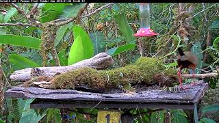 Panama Fruit Feeder Cam Weekly Highlights – Feb 1 2019 [upl. by Nibla]