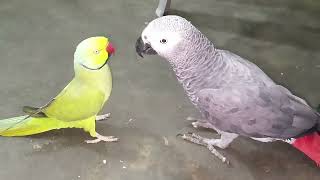 Indian Ringneck Parrot amp African Grey Parrot Compilation [upl. by Gabbi]