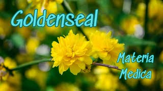 Materia Medica Exploring The Healing Powers of Goldenseal [upl. by Dhaf]