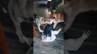 Dog scared by toys 😂😂😂funny funnyanimal dog [upl. by Paolo]