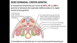 Embriología Desarrollo de aparato genital [upl. by Anerual]